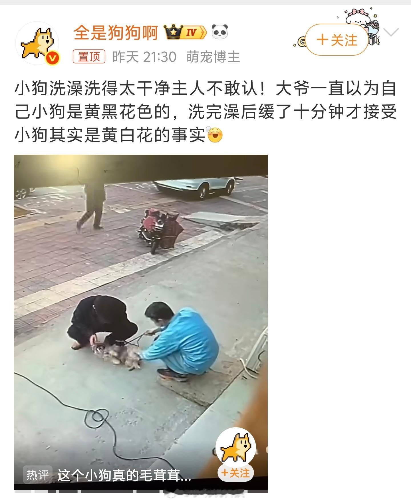 洗澡前以为是黄黑配色，洗完直接变黄白配色，大爷抱着狗看了半天，怀疑店里给自己换了