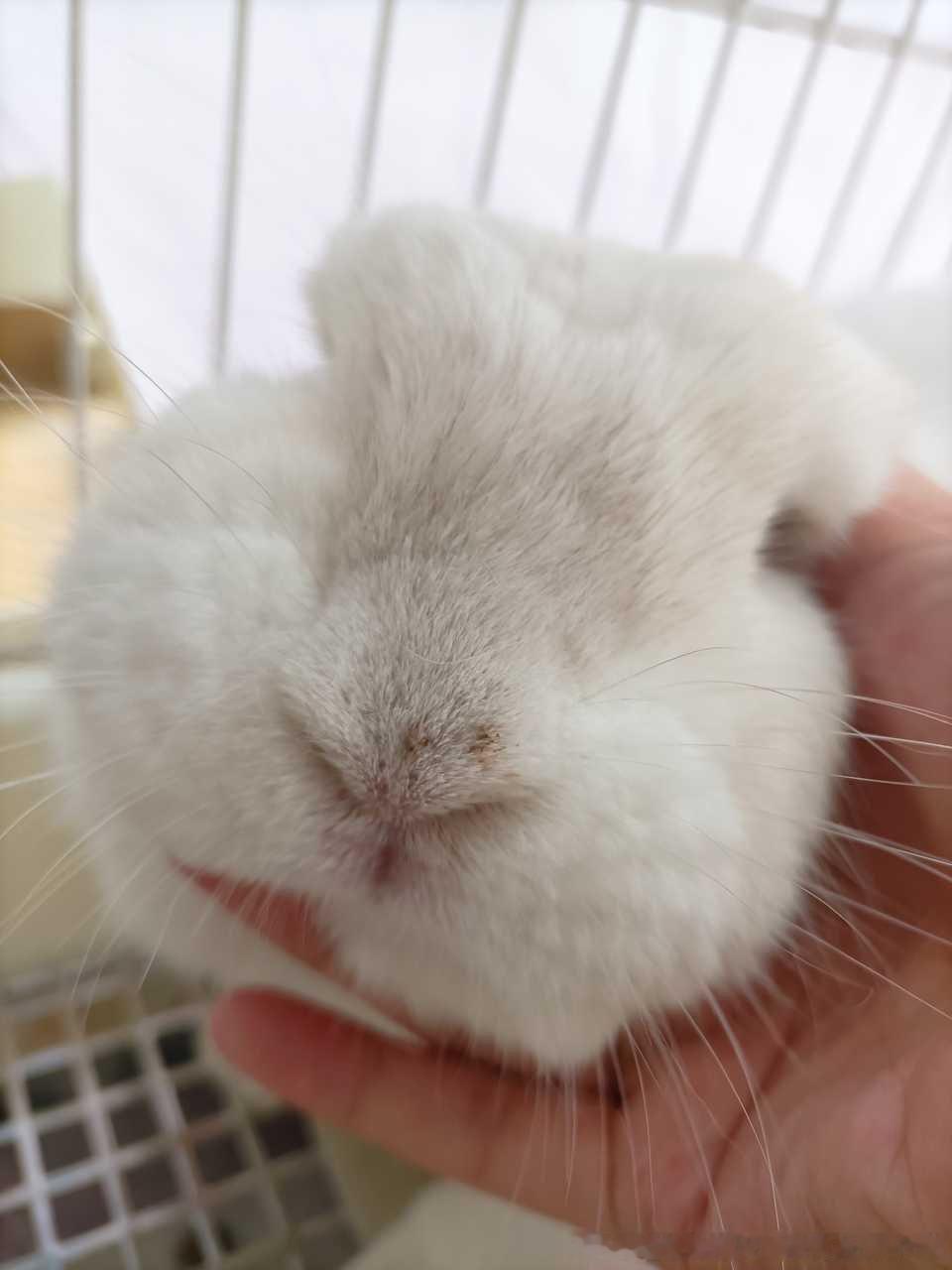 13820🐇【臭兔】吃答辩沾到鼻子上了（捏鼻子） 