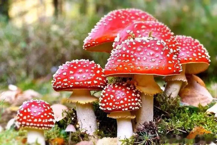 #这个问题吃什么##全民慢病健康科普计划##吃出好代谢# 【吃蘑菇中毒了怎么办？