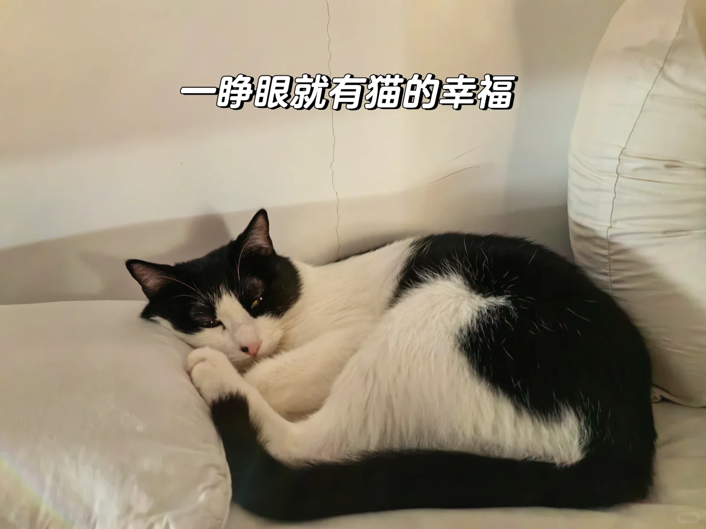 养宠物是一种“确定性”的爱