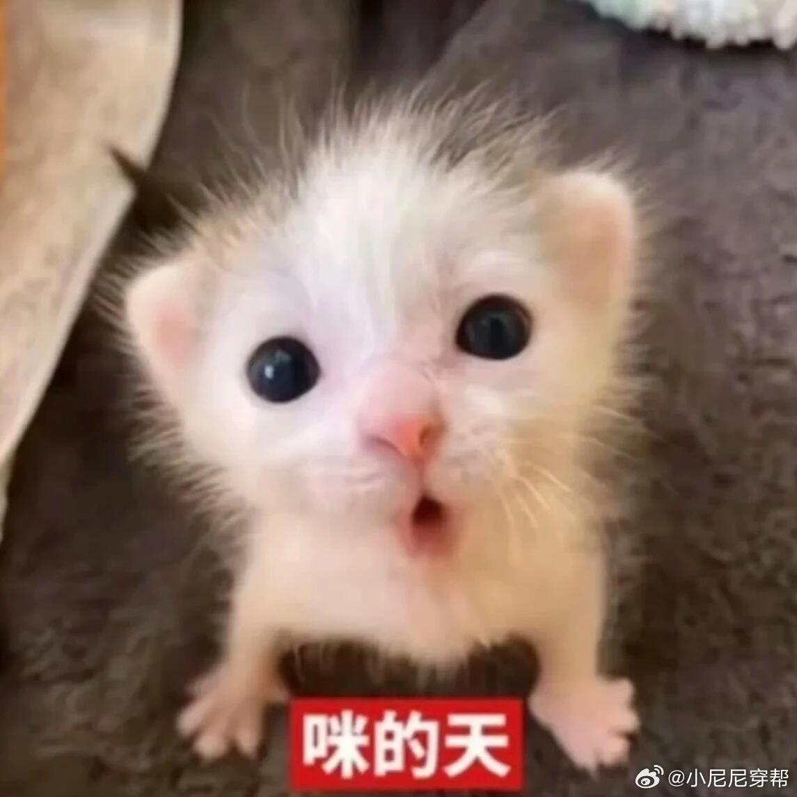 周翊然诱捕器 眼波流转全是戏，一颦一笑皆风情，周翊然用魅力精准捕获所有喜爱 