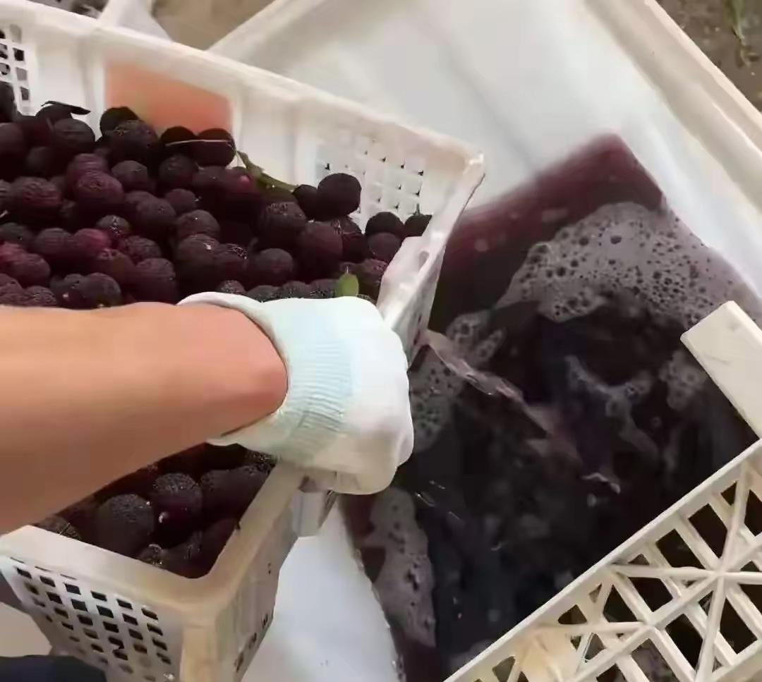 有黑心商贩给杨梅泡禁用药水，被抓包后居然说：曝光我比害人更可恶，会毁了整个产业。