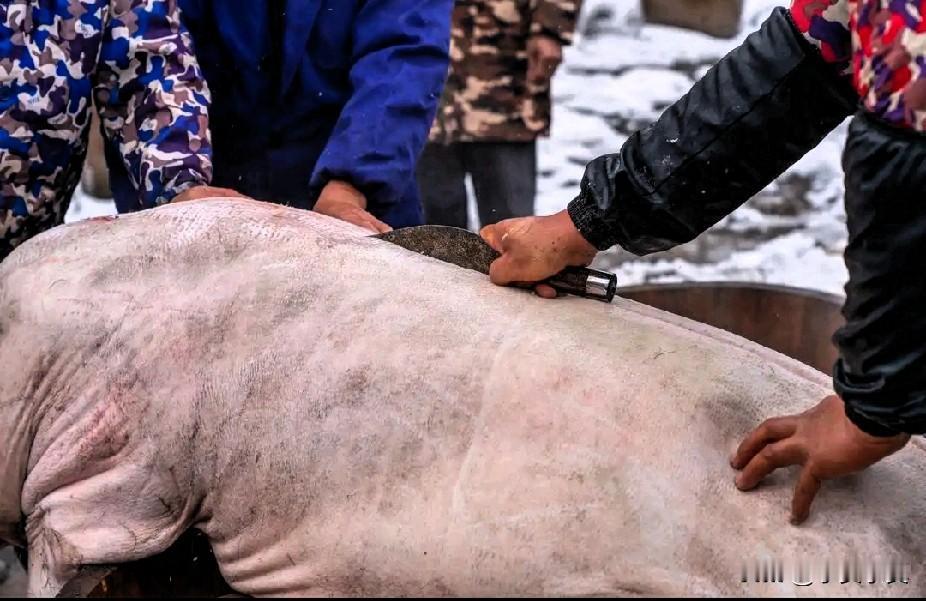 邀请帮忙按猪火了，70岁老汉被猪蹬残，合川文旅出新政策

“爸爸年龄大了，找人帮