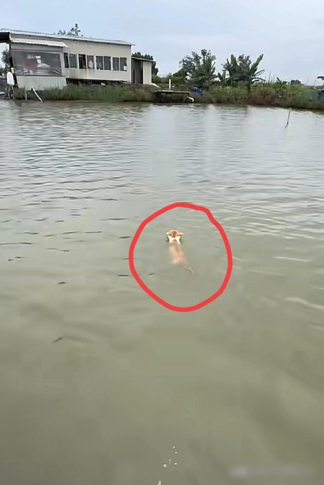 江苏这只猫，算是把全天下宠物猫的底裤给扒了。

饭点主人隔着河喊了一嗓子，这猫直