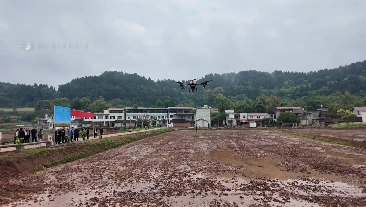 中医药稻谷无人机直播稻种，
无需育秧插秧省人工省成本。
绿色科技赋能农业农村现代