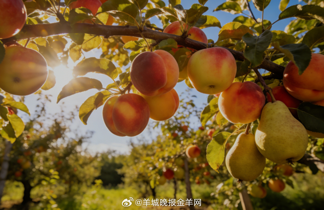 #早安#  漫步在清甜的水果园里，果香随风轻漾，阳光温柔洒落，自在又治愈。愿你带