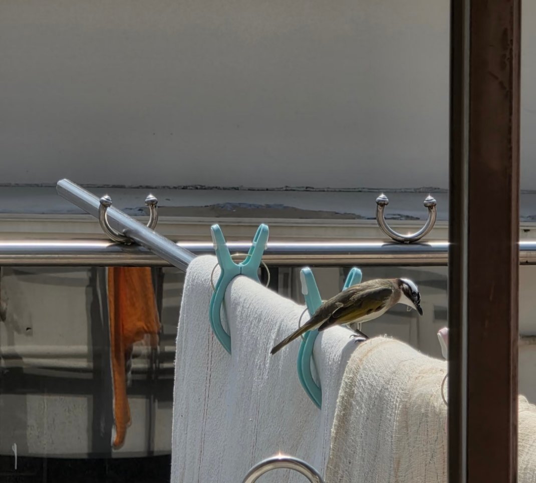 小鸟，不要偷我的棉絮啊，鹎鹎 