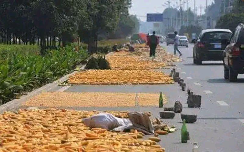 把公路当成晒粮场还在边缘放石块或钉板，这行为妥妥违法！秋季丰收，有些村民为图方便