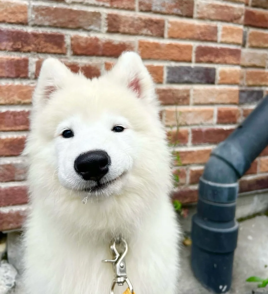 屏幕前的你是不是也为我着迷