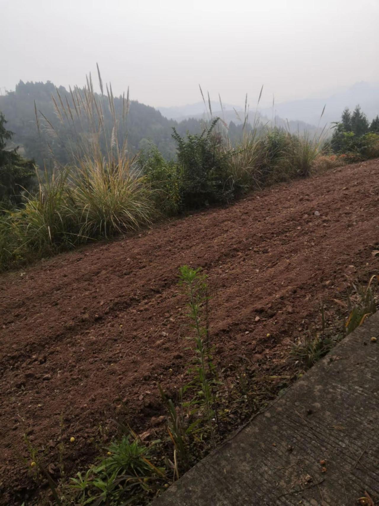 这点是红泉桃花谷，山顶上美丽的风景日常生活 这就是农村的生活 农民种地 农村生活