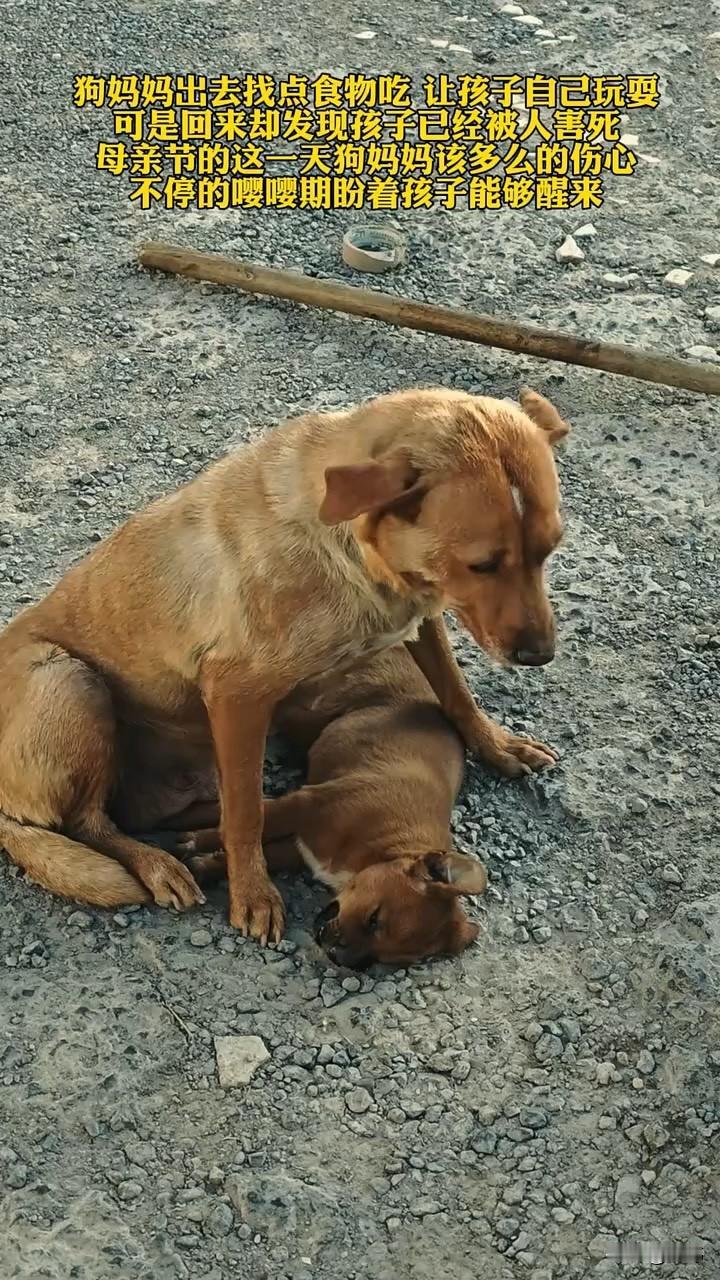 太坏了吧！这天是母亲节，一只狗妈妈外出去找食物，就让自己的狗宝宝在狗窝附近玩耍，