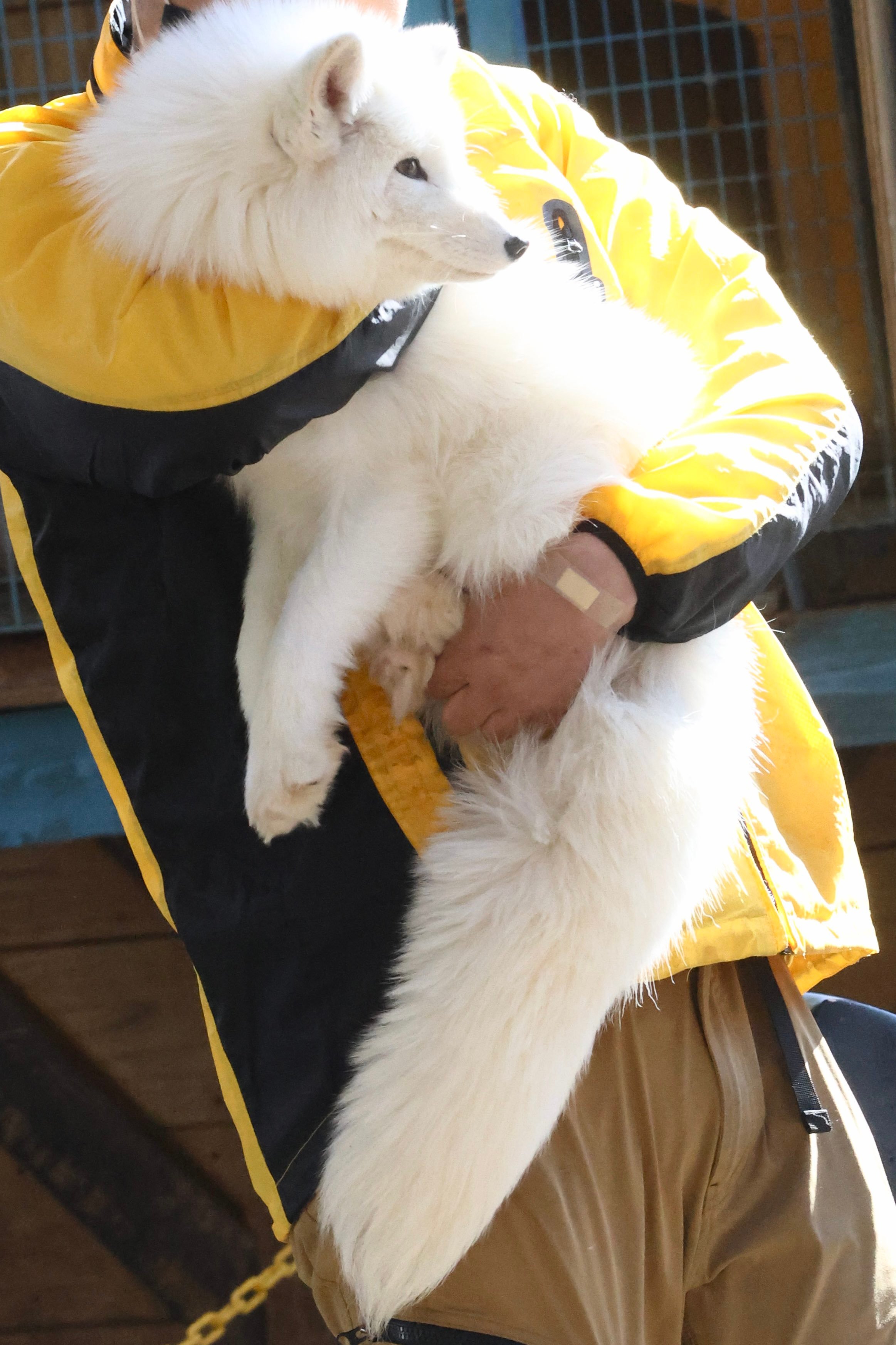 狐狸 狐狸村管理员抱住小白©️ttt_zegu952 