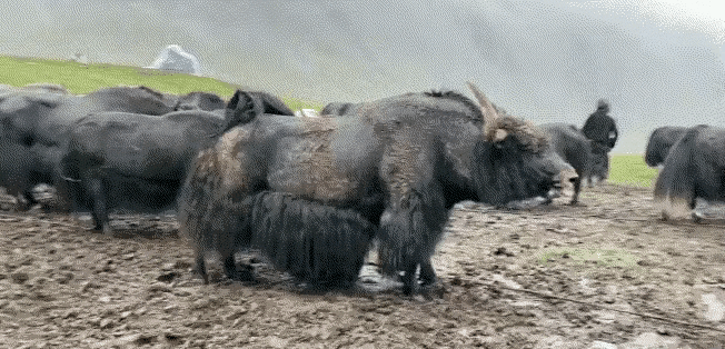 牦牛的肺活量真是够大的了，从来没有看到过它打喷嚏的画面，感谢网络，让我们看到了这