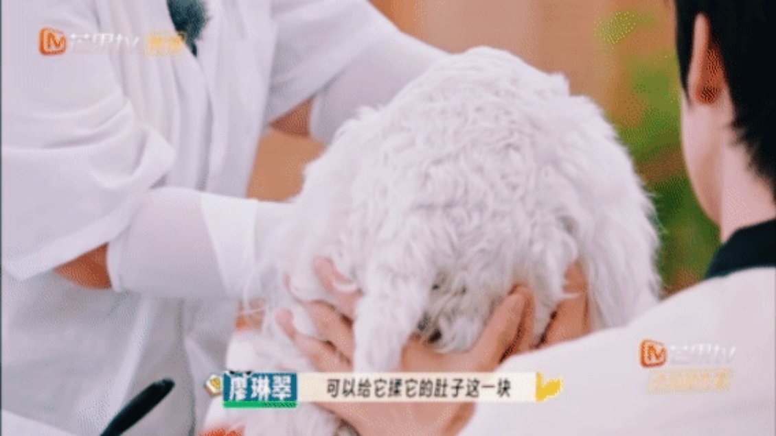 中医的风还是吹到了宠物界 瞧瞧！中医这股风稳稳吹到了宠物界。《你就宠ta吧》中，