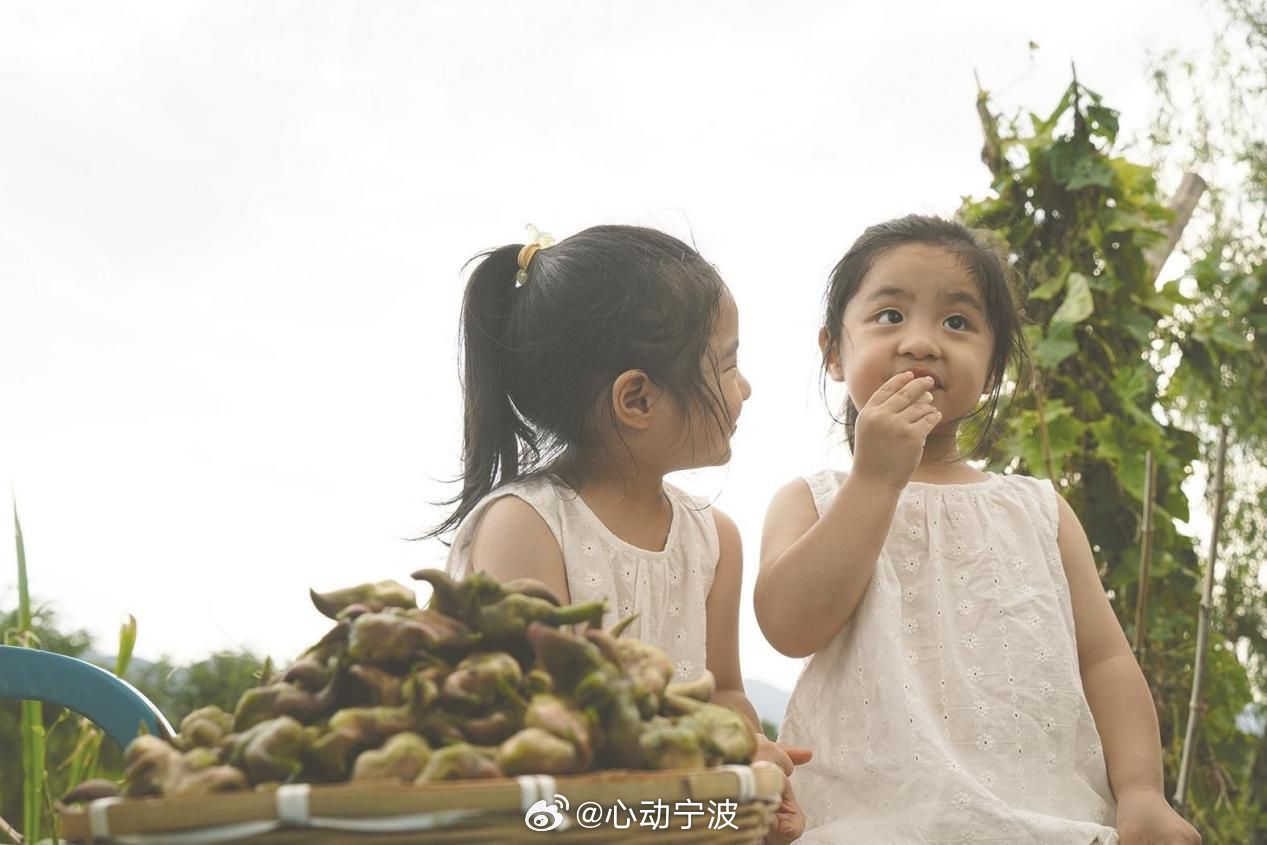 宁波奉化菱塘藏着两代人的夏日回忆 盛夏时节，宁波奉化西坞街道东陈村八亩菱塘荷叶繁