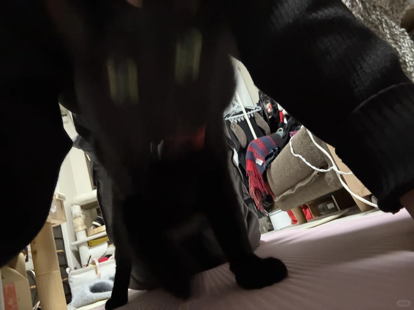 做平板支撑，猫跑来肚子下面www