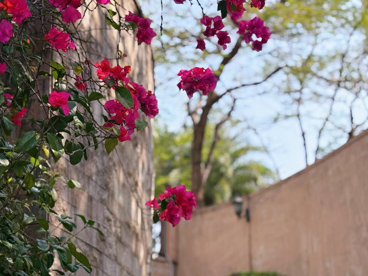 谁懂啊！深圳的春天，根本藏不住三角梅的浪漫！
 
墙畔的三角梅开得轰轰烈烈，玫红