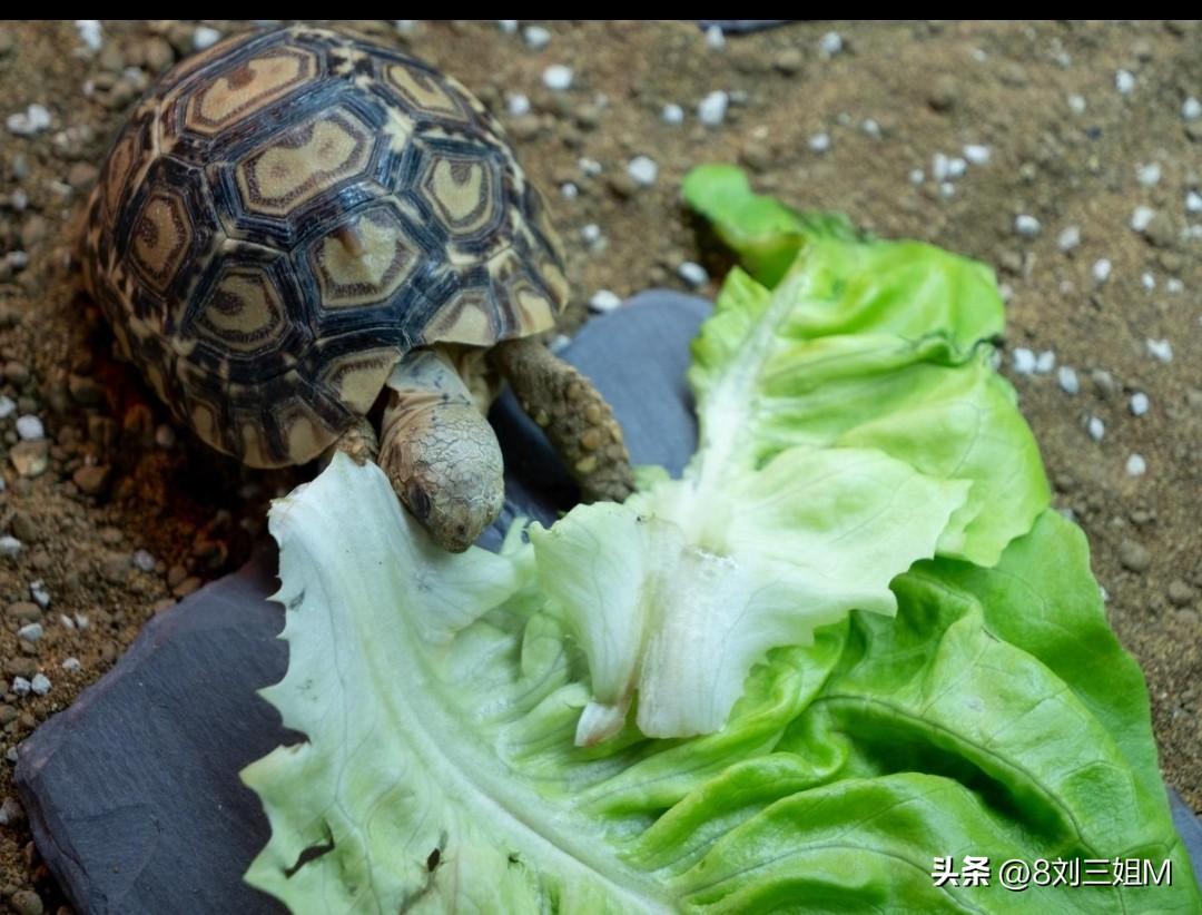 家养乌龟别乱喂！这几种蔬菜放心吃
 
很多退休在家养乌龟的老友，都有个共同困扰，