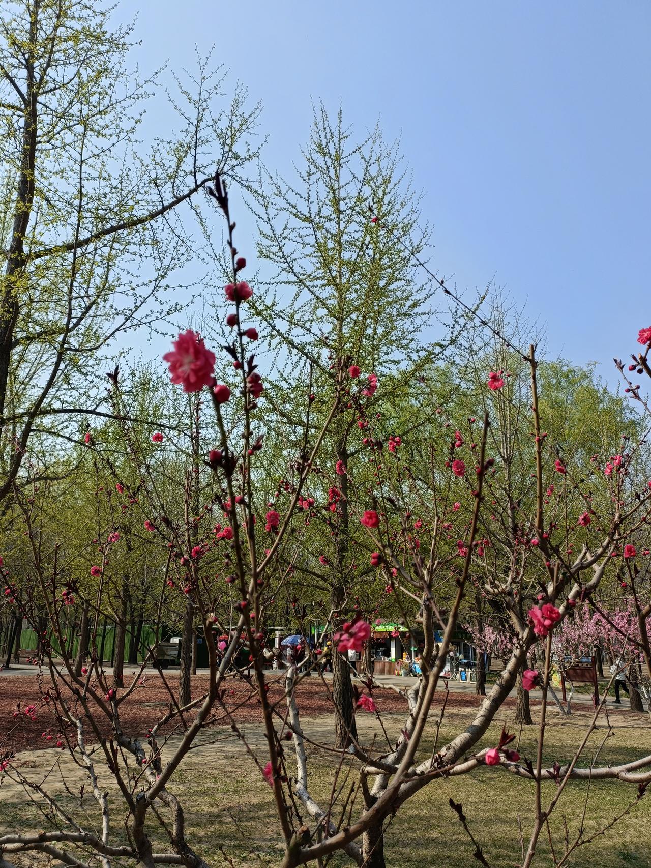 晒图笔记大赛朝阳公园的花真美，红的花，绿的树，搭配起来格外美