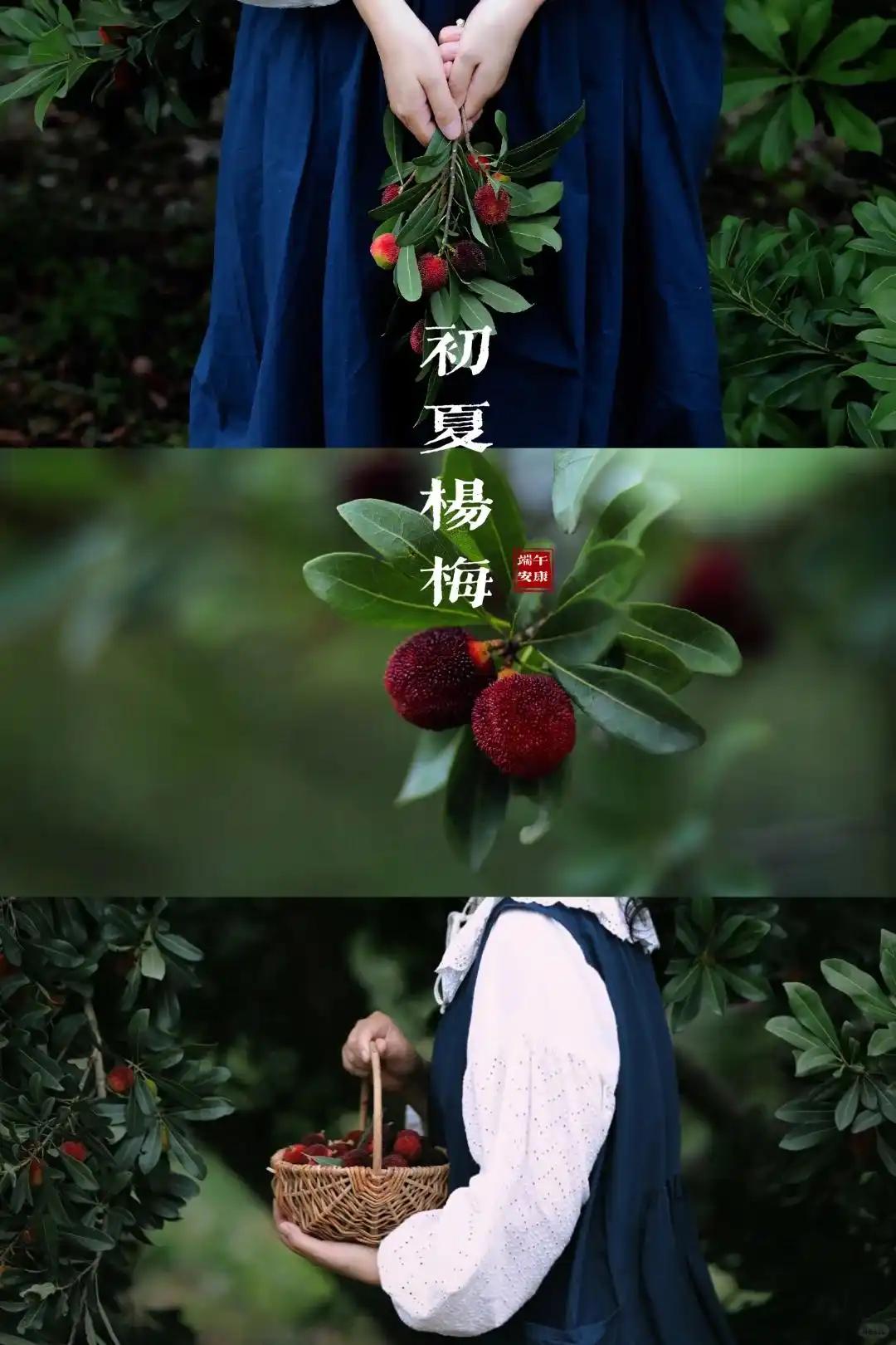 【如何吃到安全的杨梅？】作为浙江人，我今年会继续吃杨梅，而且会吃得更多！因为：