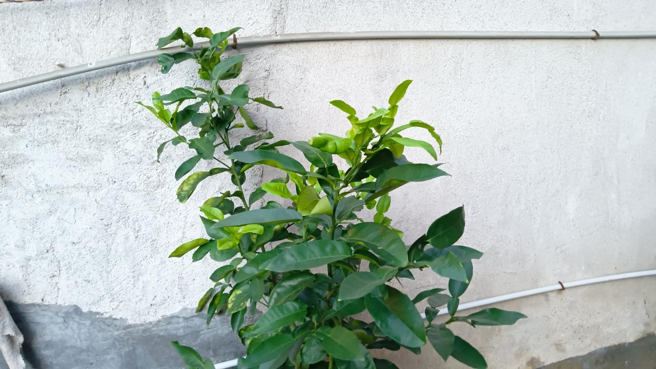 这是什么花花树树？
我们家租房客栽的，养在院子一角，长得枝繁叶茂。[呲牙]

钓