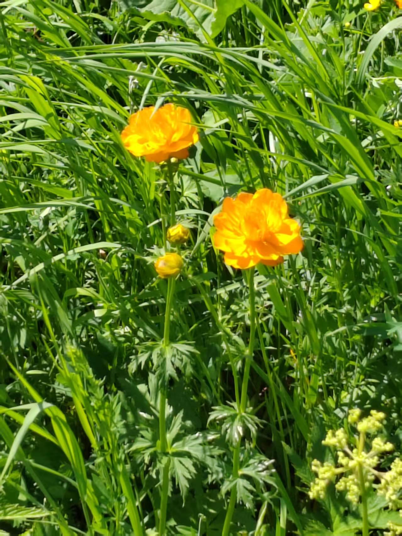 能否分享一张你拍的花卉照片