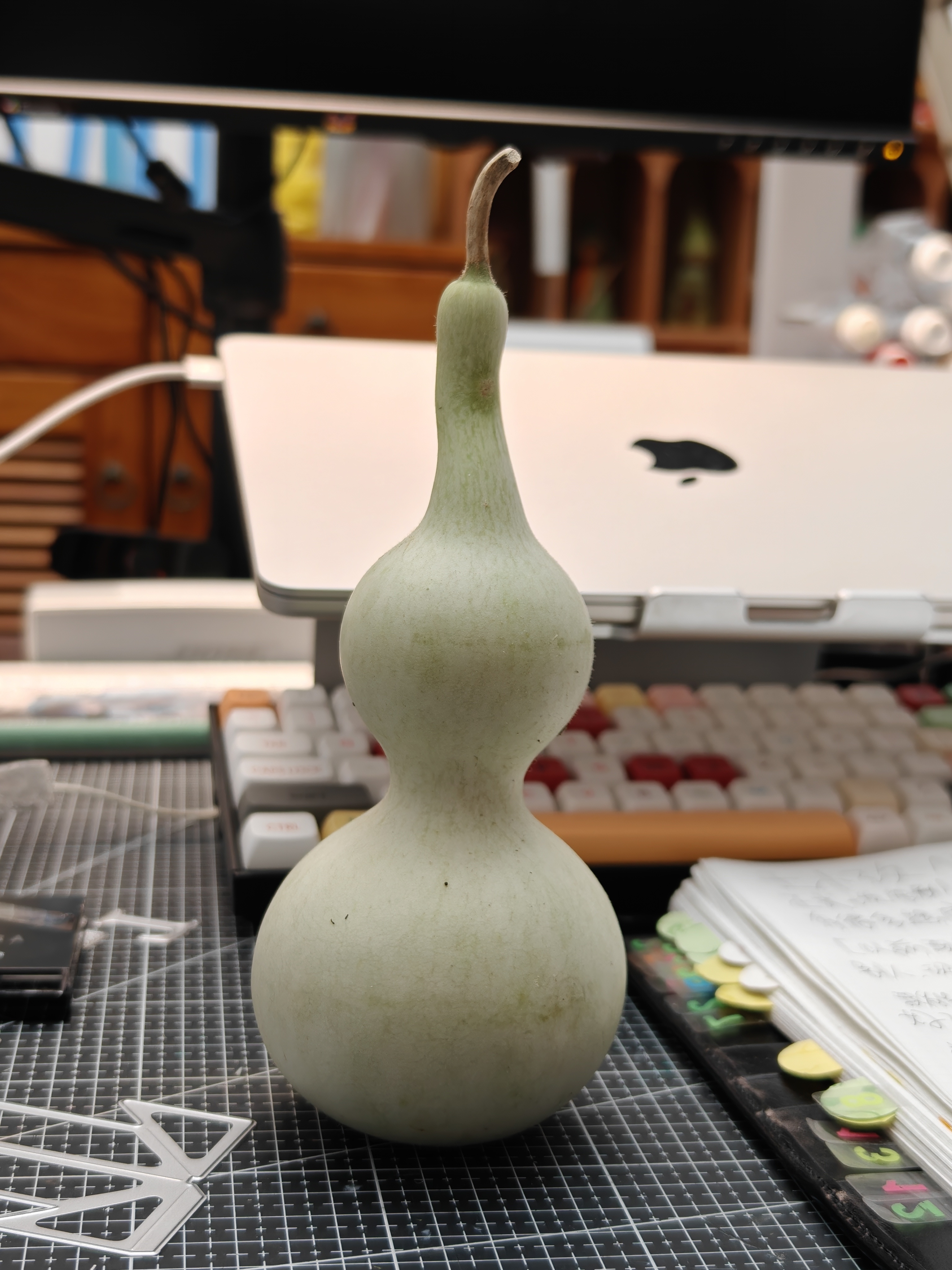 展示世界上最可爱的一个小登西