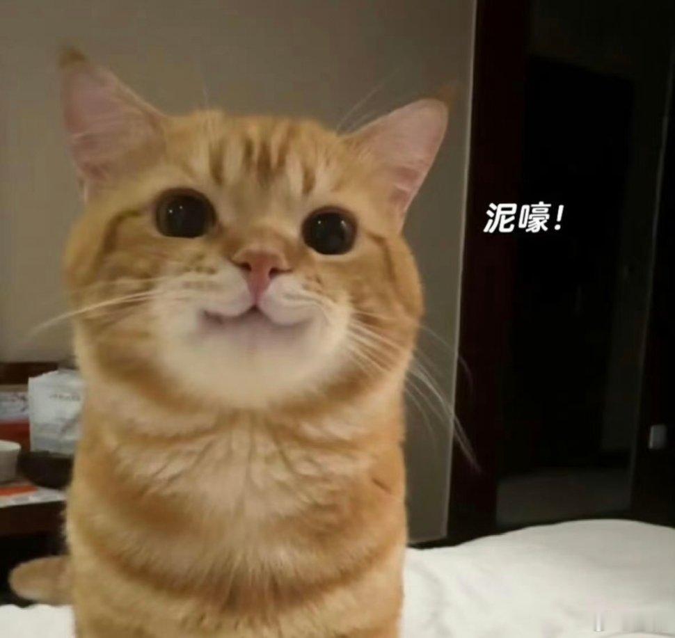 猫咪表情包。 