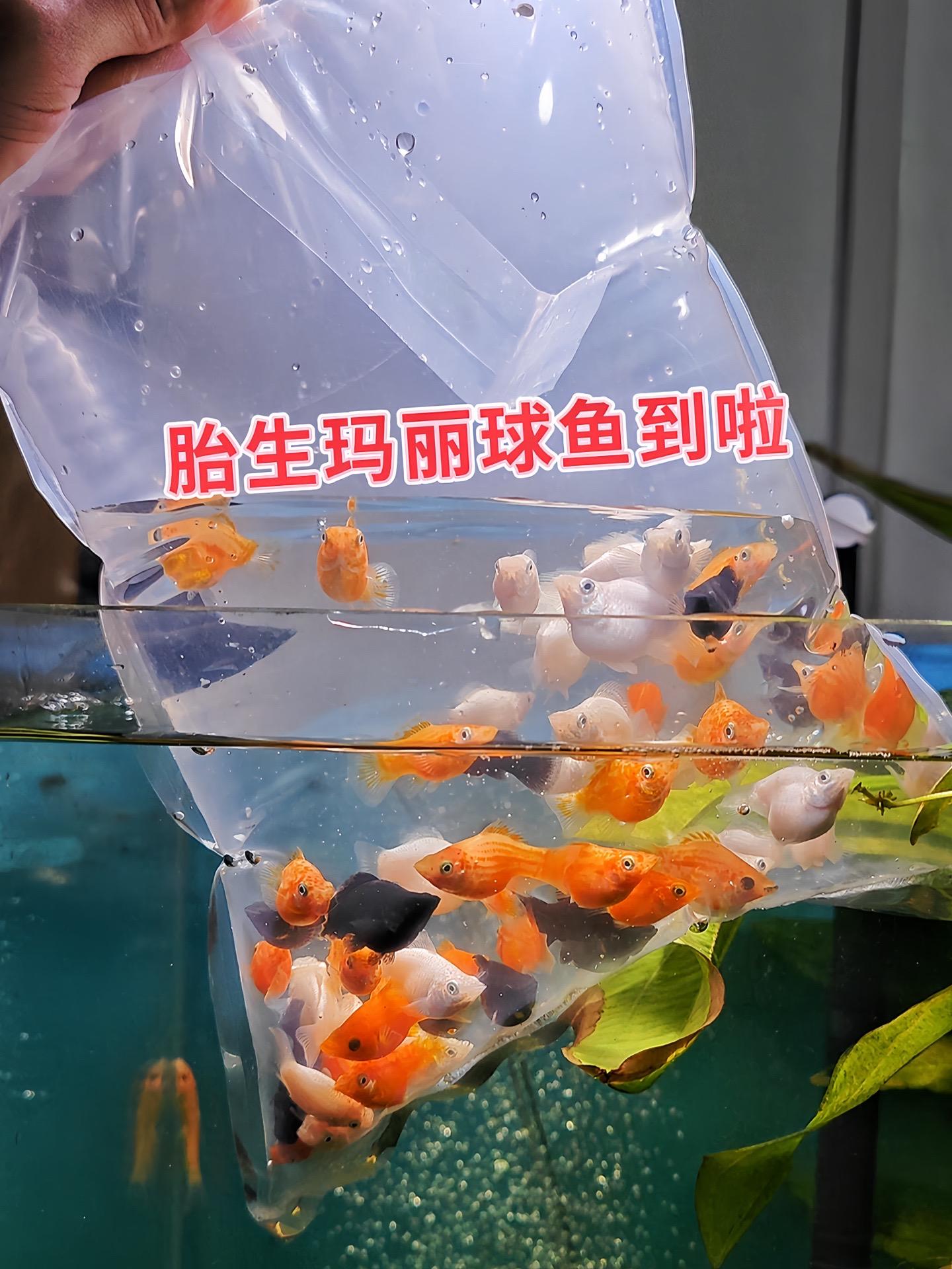 ●清洁水质：玛丽球鱼是杂食性鱼类，会摄食水中的藻类、有机碎屑等，能减少...