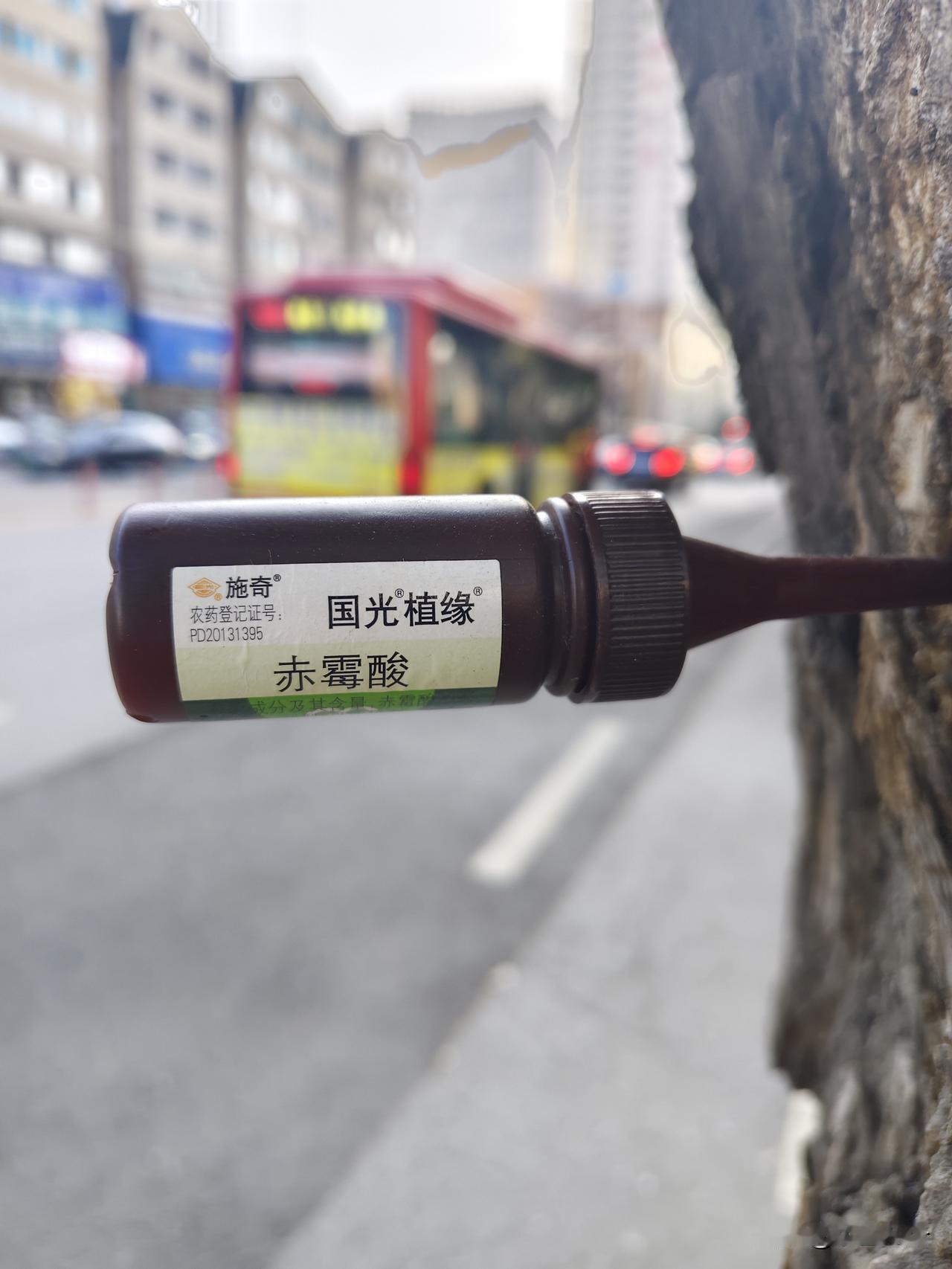路过兴工街四零五车站附近，一棵老树开始扎针了，这棵树前几年就是打点滴了，估计毛病