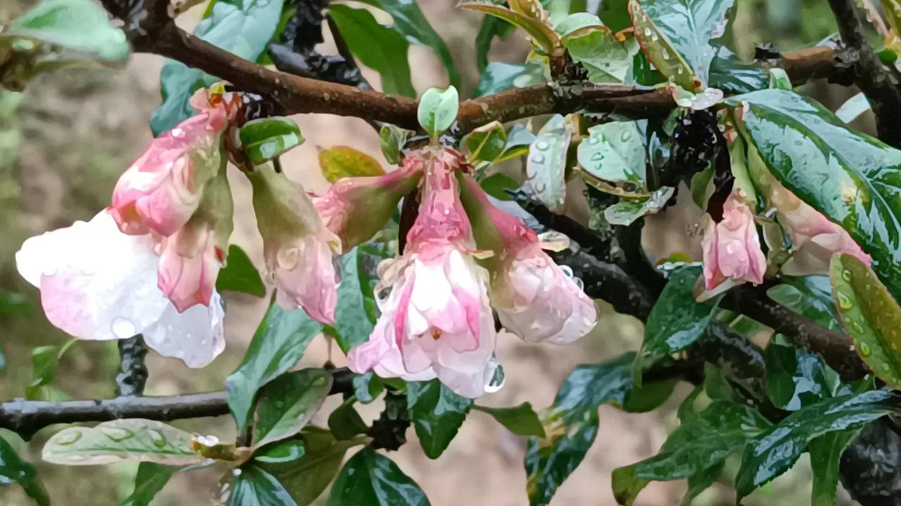 雨一直下，去田里把杂草从泥里抓出来，大概花了两个小时。雨似乎下大了点，收工。
水