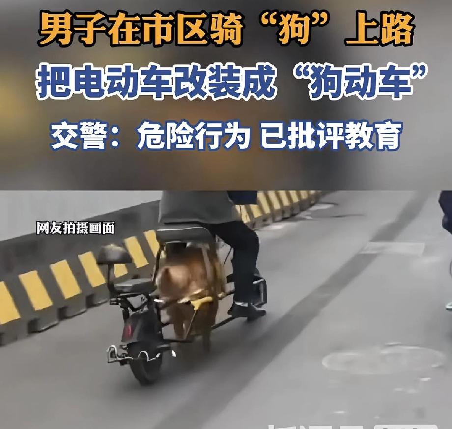 这下给管理交通的帽子叔叔给整不会了！
把电动车电池卸下来了，让自己家狗钻进去，这