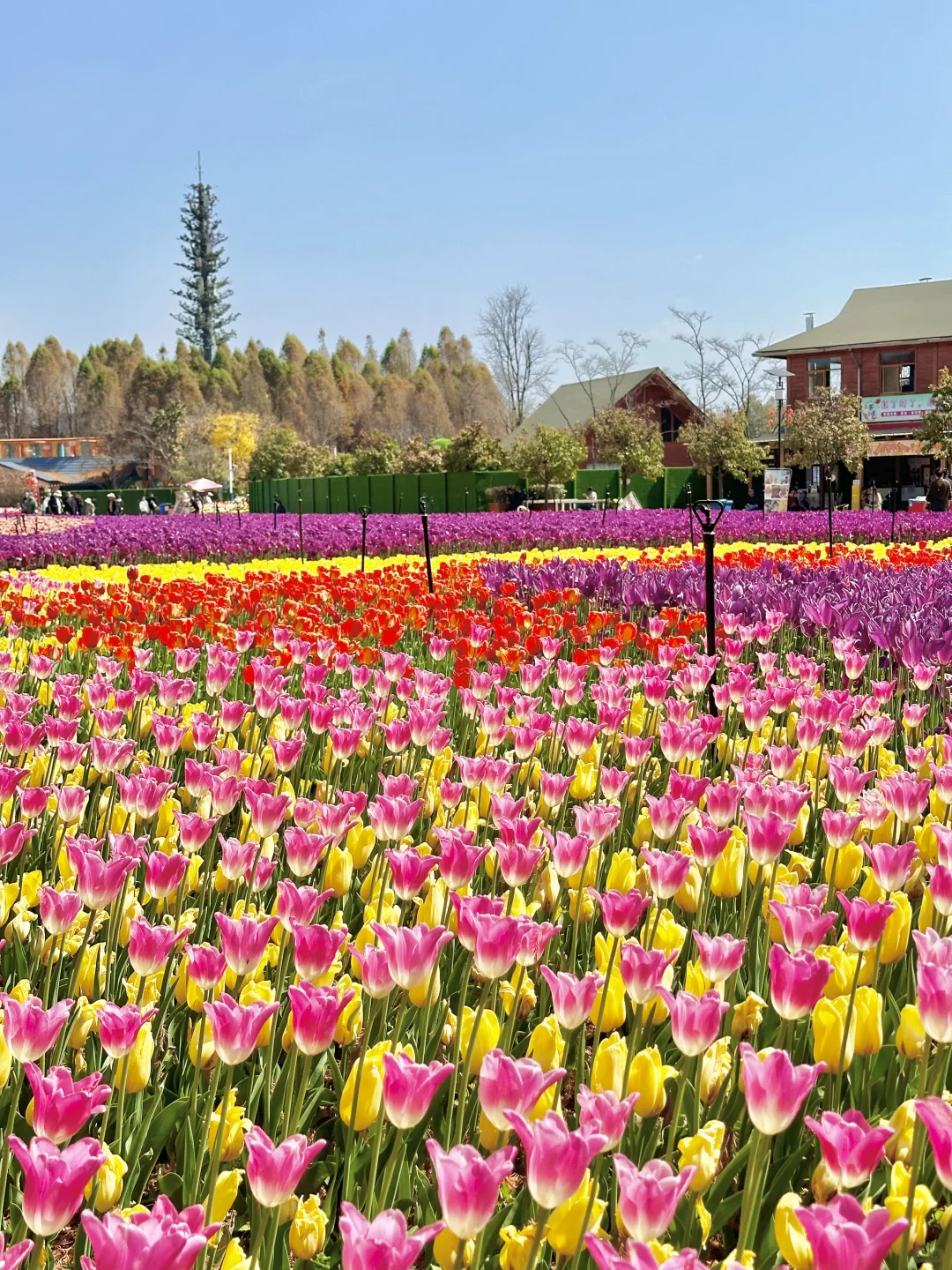 开花啦！！100万株郁金香花海🌷🌷还能喂海鸥