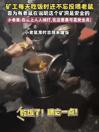 矿洞干饭名场面！矿工师傅们的干饭搭子居然是只小老鼠。

每天工友们吃工作餐，这只
