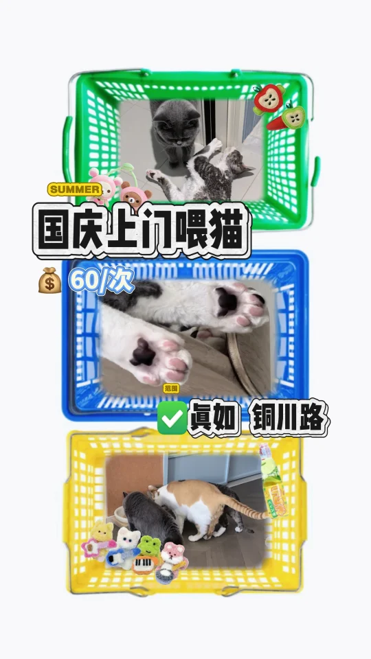 真如 铜川路国庆上门喂猫预订