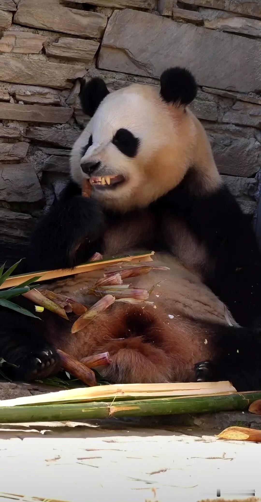 20241130的福宝，这呲牙咧嘴的模样，真的是超凶的哦。


我感觉我忘记打双