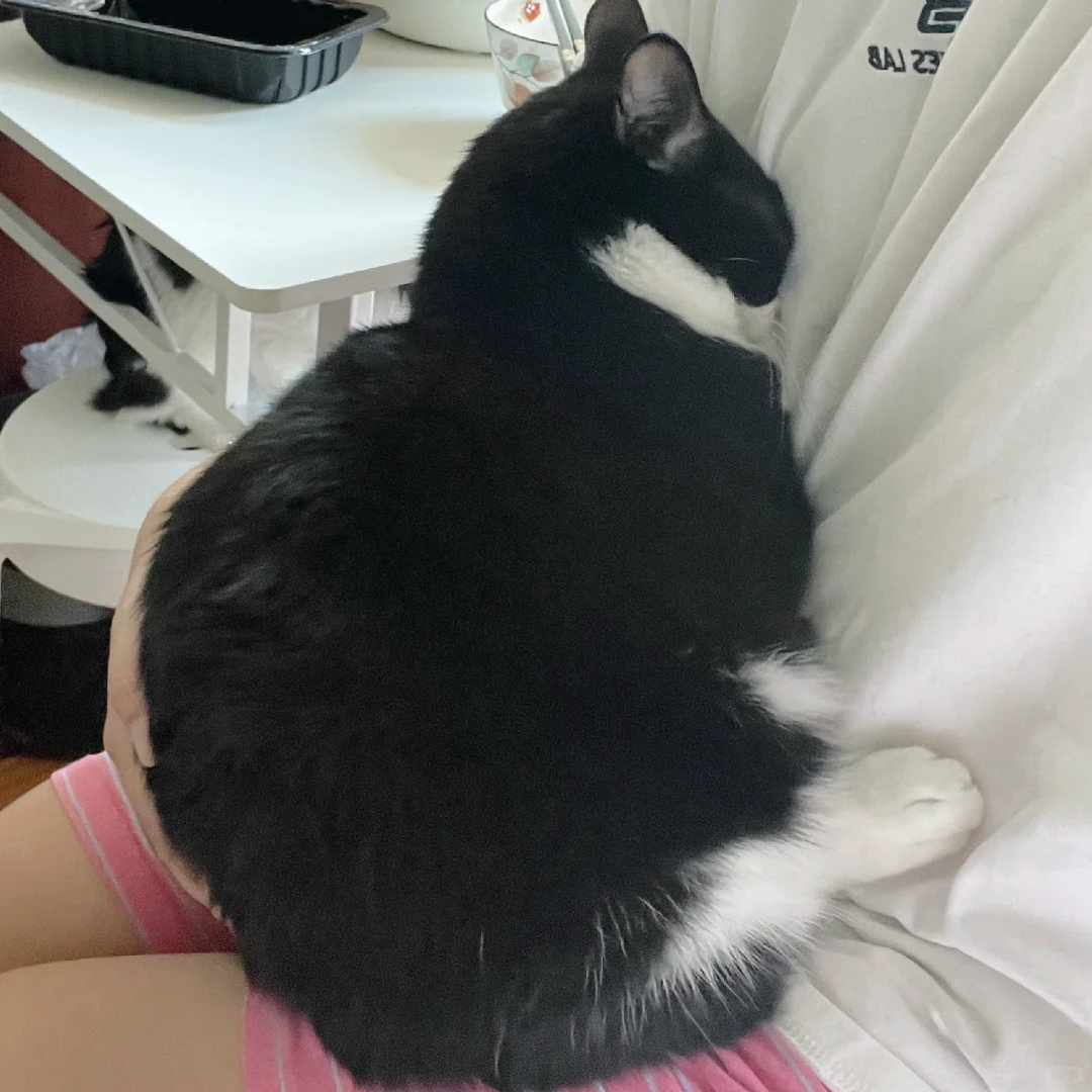 原来没有生育过、散养或 流浪过的猫猫会