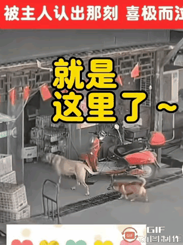 原来狗狗的思念从不会被时间冲淡，三年的空白里藏着最执着的牵挂！
        