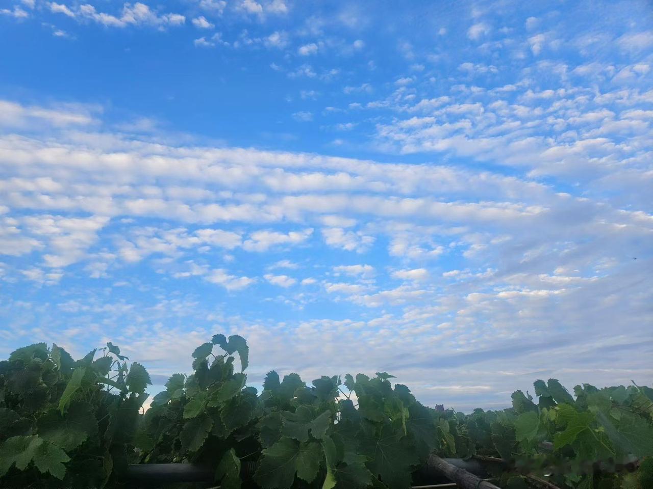 蓝天白云下的葡萄园，清新自然，美不胜收！乡间葡萄园 葡萄园的春天 葡萄园农家 自