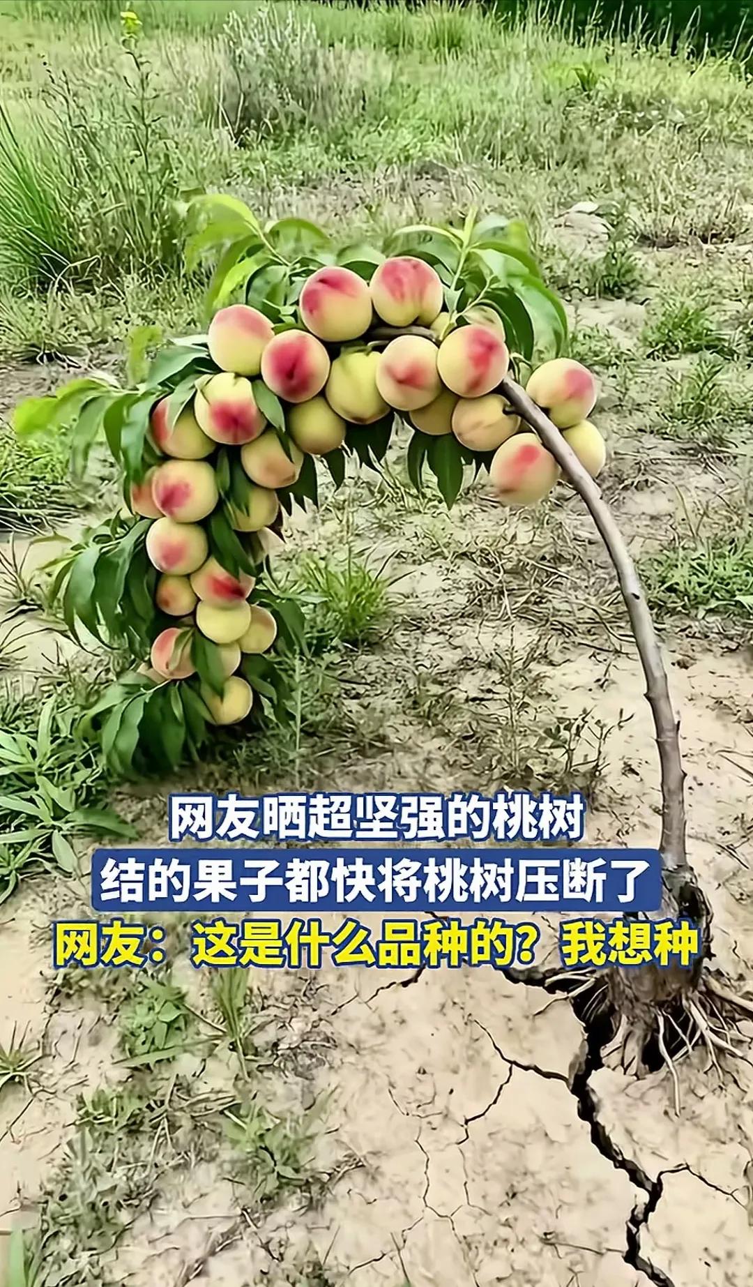 桃树太坚强啦😄