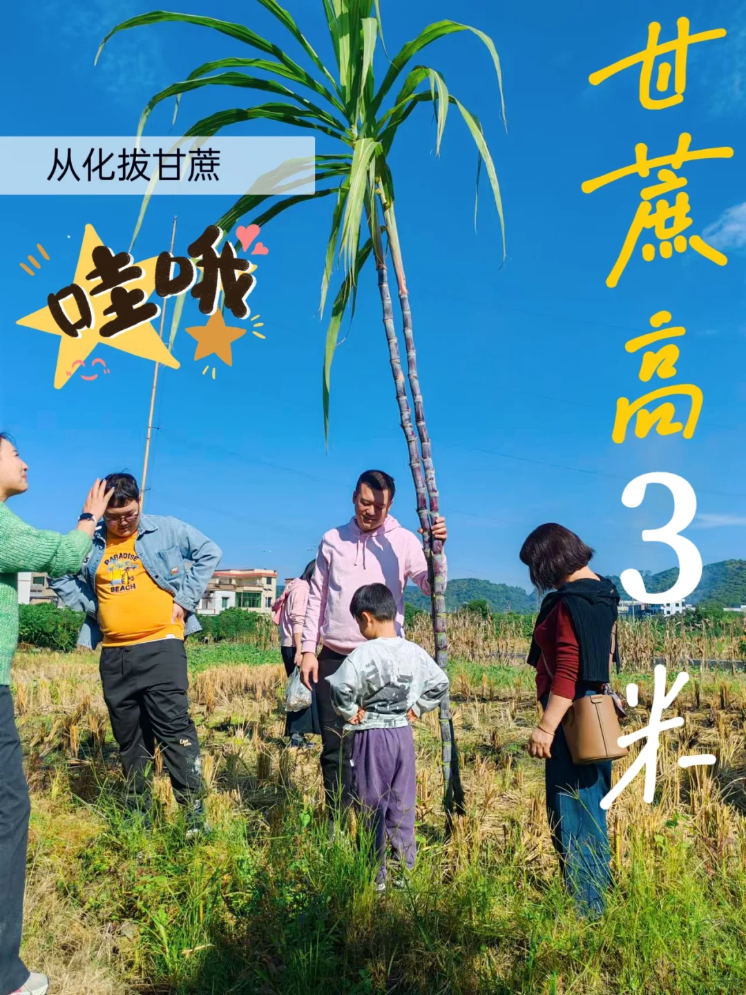 收甘蔗的季节，从化乡村过年的味道