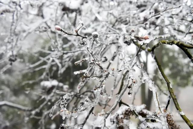 |2022年第一场春雪！衡阳县雾凇雪景重装上线