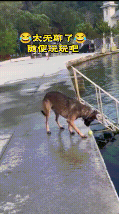 真的被马犬的悟性狠狠折服！别的狗费主人，马犬自带自律属性。
 
精力再旺盛，也从
