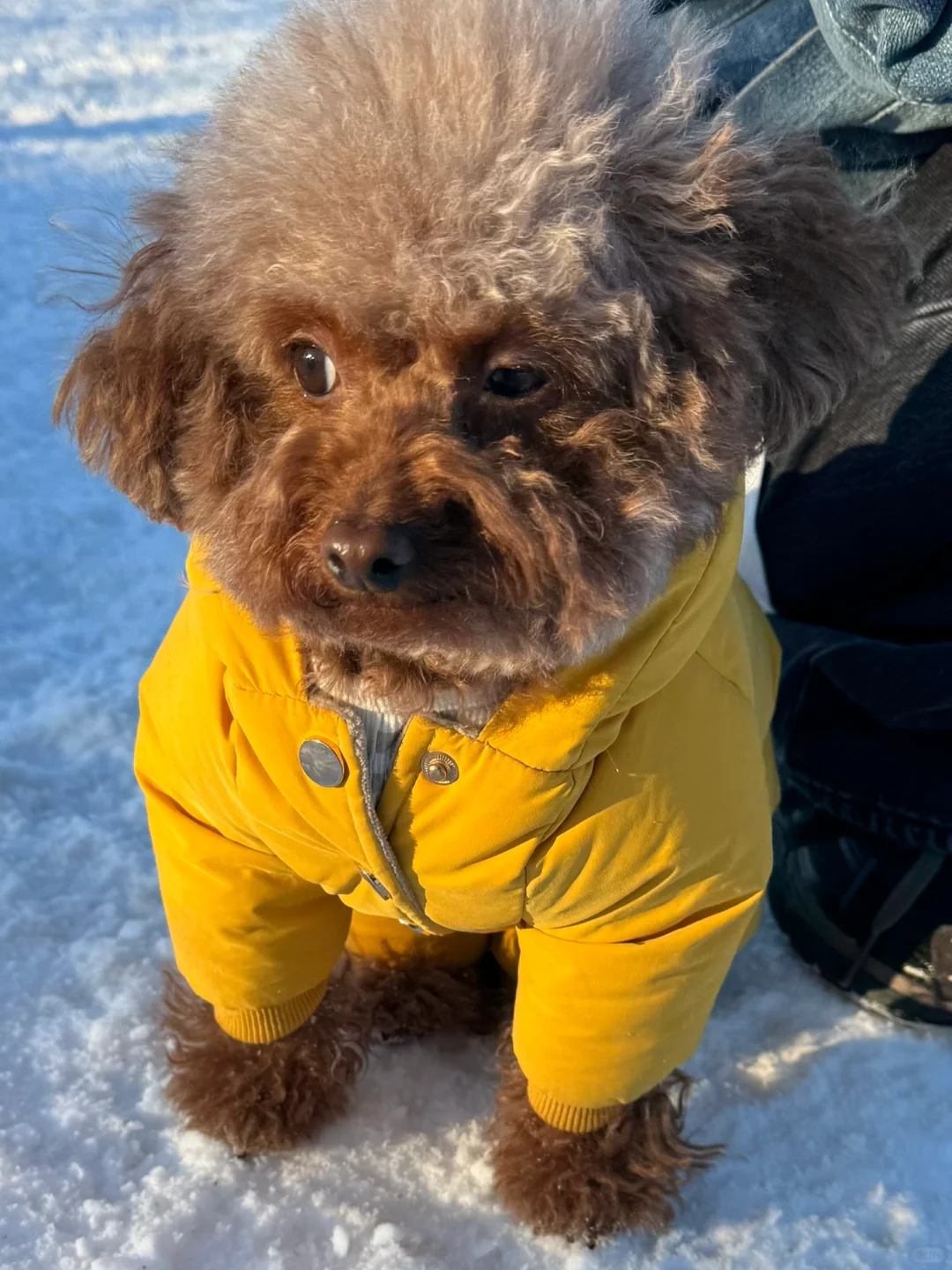 一起来玩雪呀～不动声色的盯着旁边狗狗的一