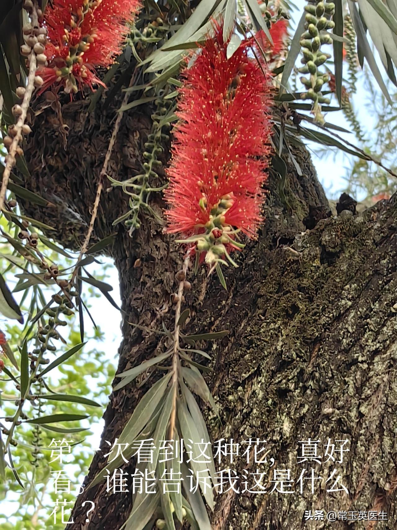 这是什么花？求助