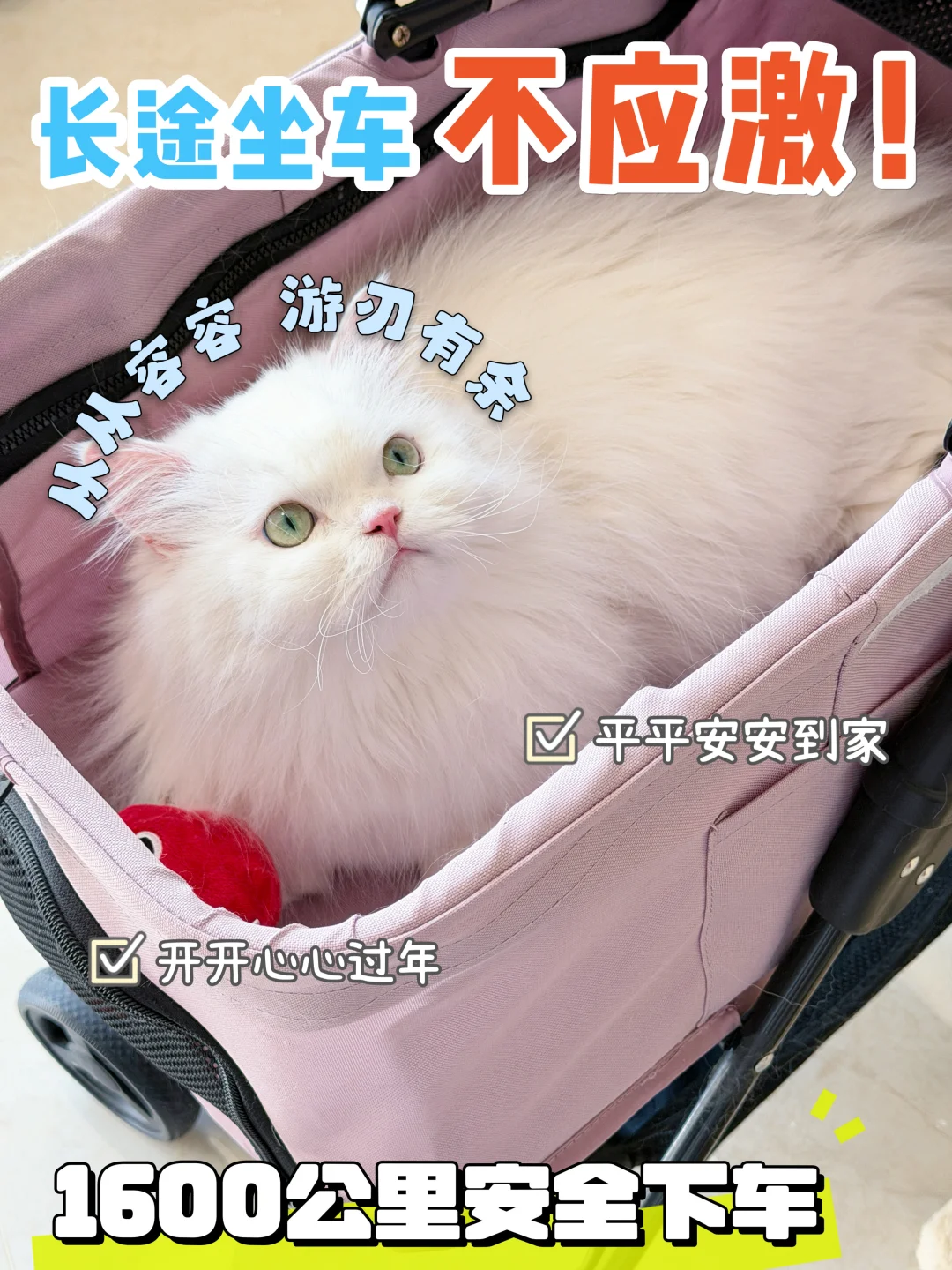 过年带猫回家焦虑？快收下这份“防应激”指南