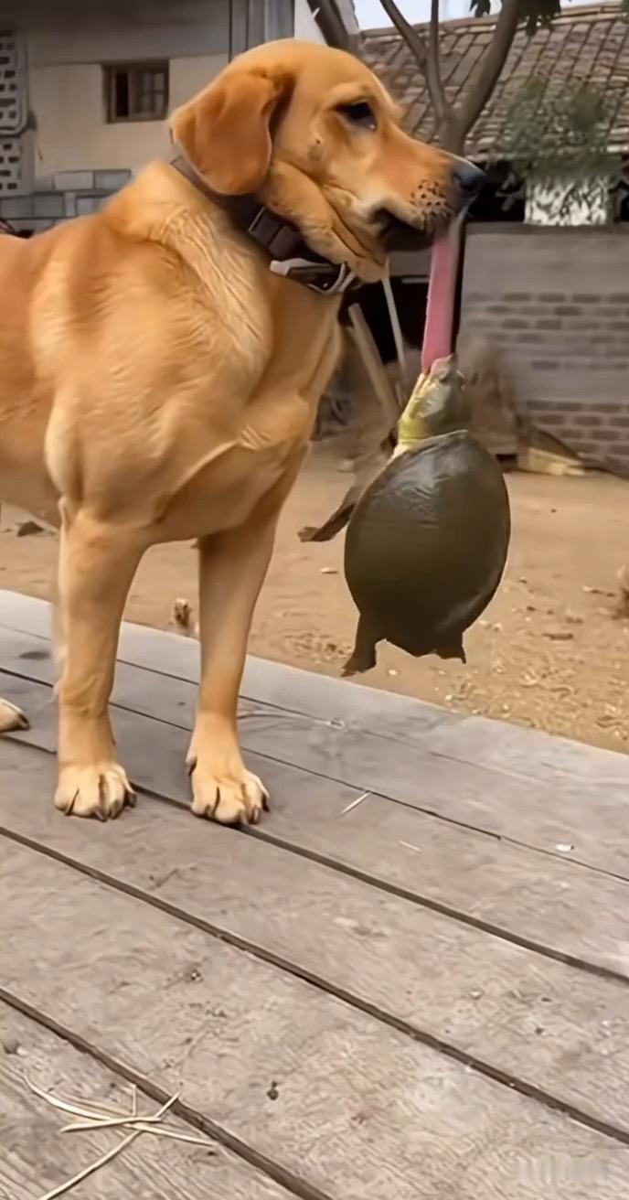 植物同样也展现出应激性。向日葵会随着太阳的移动而转动花盘，努力地追寻着阳光，以进