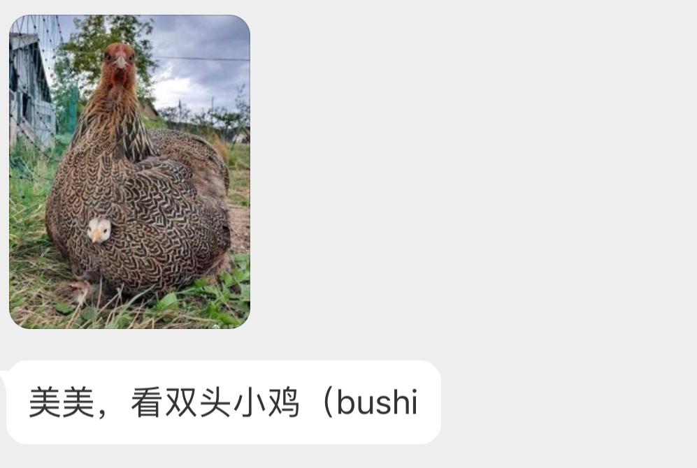 投入鸡妈妈的怀抱🐥看着就暖和～ ​​​