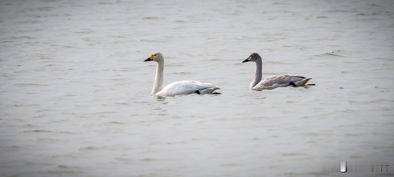 明湖的天鹅慢悠悠，治愈感直接拉满✨