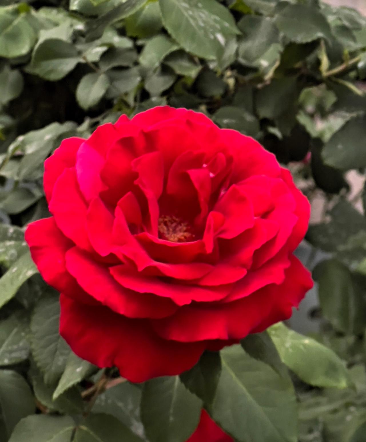 北京初夏的月季花海，犹如一幅色彩斑斓的油画，美的令人窒息。一株株婀娜多姿的月季，